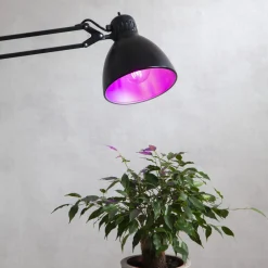 STAR TRADING LED plantepære thrive, tradisjonell glødepære A60, E27, 6,5 W rød| Teknisk Lys